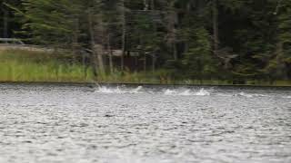 Momma Loon Chasing Another Adult Loon