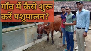 गांव में कैसे शुरू करें पशुपालन ?How to start animal husbandry in the village