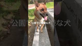 夏到来！公園でご機嫌な犬　#shiba #prettydog #愛されるのがお仕事