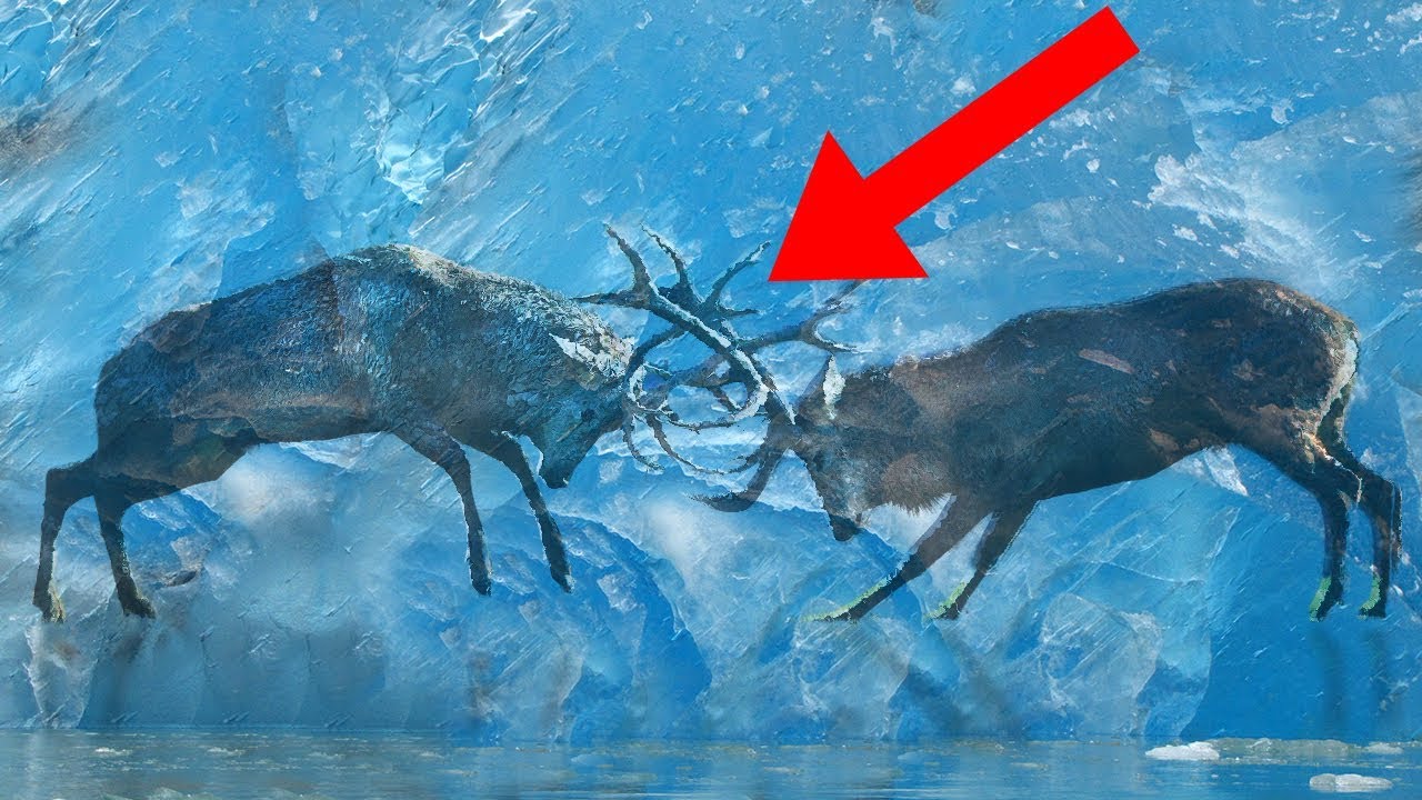 Animals Discovered FROZEN In Ice! - YouTube