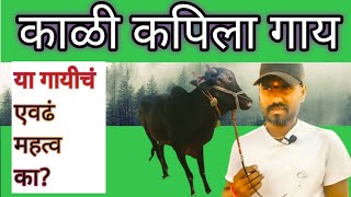 काळ्या कपिला गाईचे एवढे का महत्व आहेत? | z black cows importants | गावरान गाय |