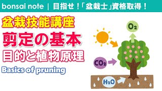 【図解】剪定の基本！目的と植物原理｜Basics of pruning【盆栽技能講座／Bonsai skill course】