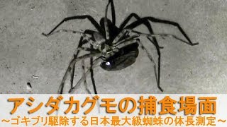 ゴキブリを捕食するアシダカグモ(Heteropoda venatoria)～害虫駆除する日本最大級の蜘蛛の体長測定～