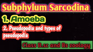 Subphylum Sarcodina || Amoeba in Urdu || Pseudopodia || Types of pseudopodia || pseudopodia in urdu