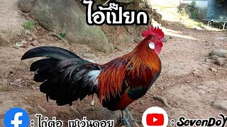 ไก่ต่อหูขาว เหล่าเซเว่นดอย / Qaib dib dawb ntsej