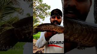 ഇത്രയും വലിയ നാടൻ വരാലോ 😇 Fishing YouTube Shorts