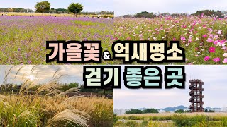 가을꽃 억새 여행 명소 | 걷기 좋은 길 | 산책하기 좋은 시흥 갯골생태공원 | 서울 근교 대중교통 뚜벅이 혼자여행 | 수도권 당일치기 가족 나들이 | 경기도 데이트코스 가볼만한곳