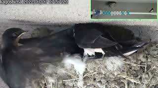 🐦パタ練から1羽ふわっと出発　07:57:23 【巣立ち１羽目】