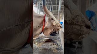 Kankaraj bull is eating breakfast very nicely #bull #shortviral #cow #eatingbreakfast #reesviral