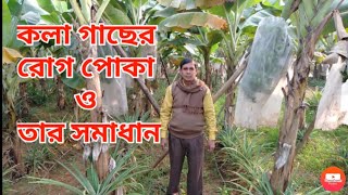 কলা🍌 গাছের রোগ পোকা ও তার সমাধান ||