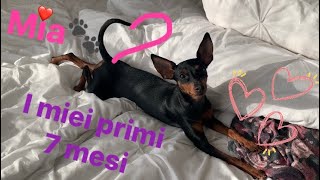 Pinscher nano Mia 🐾i suoi primi 7 mesi❤️tra marachelle e tanto amoreツ