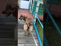 【保護犬めぐちゃん】まだまだ人が怖いけど、今日も笑顔で歩けたね 保護犬 犬のいる暮らし 雑種犬