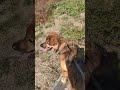 【保護犬めぐちゃん】まだまだ人が怖いけど、今日も笑顔で歩けたね 保護犬 犬のいる暮らし 雑種犬