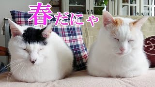 仲良しだけどやっぱりビミョーな上下関係がある猫たち