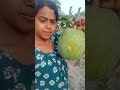 বড় পাকা পেঁপে পারতে গাছে উঠলাম 🍋 চাষী পেঁপে সবজি_চাষ youtubeshorts