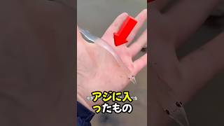 液体のような魚：シルバーフィッシュの謎を解明！ 🐟