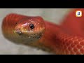 అంద‌మైన పాము..అరుదైన పాము oligodon kheriensis red coral kukri snake namasthetelangana