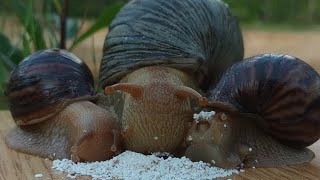 ASMR snails eat on the edge of a cliff | cute African animals 🍃💕🐌