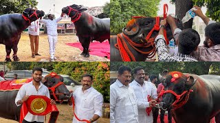 New Champion Bulls Gholu 2 \u0026 Sri Krishna Launch | Elda Haribabu Yadav Sadar 2024 |