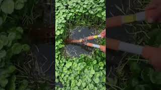 Buka Spot Mancing Baru #shorts #shortvideoviral #reels #like #fishing #mancing