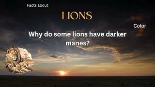 Lion Fact 43 - Why do some lions have darker manes?