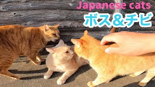 仲良しコンビのボス＆チビ 仲直り間近か少し距離が縮まってる Japanese cats