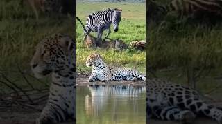 PERTARUNGAN SENGIT MACAN TUTUL VS ZEBRA DI ALAM LIAR #animals #foryou