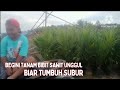 BEGINI TANAM BIBIT SAWIT UNGGUL BIAR TUMBUH SUBUR