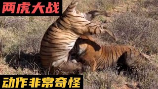 两只老虎发生了激烈的打斗，打着打着居然还站了起来#大自然 #動物 #動物故事 #動物世界 #動物狩獵 #野生動物 #雄獅 #老虎