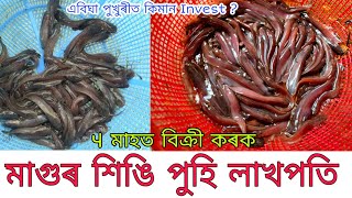 মাগুৰ-শিঙি 1 বিঘা পুখুৰীত/পুনাৰ দান ?কিমান খৰছ ? কিমান লাভ ?Cat fish farming/local magur and singi