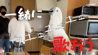 ママさんの歌を覚えるため一緒になって歌おうとするオウム