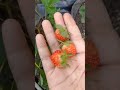 Panen Buah Stroberi di Belakang Rumah #shorts #short #shortvideo #shortsfeed #shortsvideo