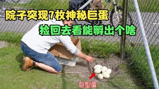 后院突然冒出7枚巨蛋，带回去人工孵化，看看能孵出个什么生物！