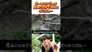 可愛いセスジキノボリカンガルー#shorts