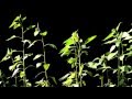 Time Lapse Photography of Sunflowers Tracking the Sun