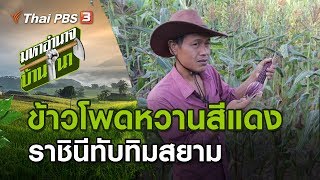 ข้าวโพดหวานสีแดง ราชินีทับทิมสยาม : มหาอำนาจบ้านนา (15 มี.ค. 63)