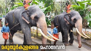 ഇന്നത്തെ വഴിയടി🤩| Maruthoorkulangara Mahadevan | മരുതൂർകുളങ്ങര മഹാദേവൻ | Maruthurkulangara Mahadevan