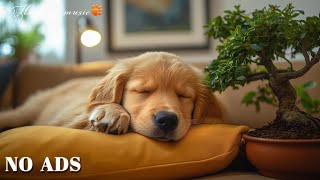 🔴[LIVE] Dog Music🎵Relaxation Music to Calm Your Dog🐶🎵Separation Anxiety Relief Music💖Dog Sleep🔴