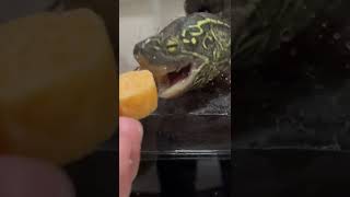 【食いしん坊】どうしてもパンが食べたいクサガメ