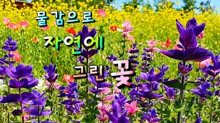 [꽃사랑92 ] 페인티드세이지 (일자산 허브천문공원).진한 물감을 적셔 놓은 듯 잎이 꽃보다 아름답다 | Painted Sage