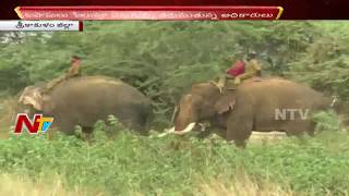 Operation Gaja Starts Again in Srikakulam | Elephant Herd Destroying Crops in Srikakulam Villages