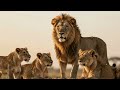 Mutupo: SHUMBA - MHAZI