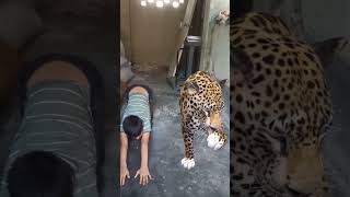 Leopard Copying Child #youtubeshorts #shorts #short #amazing #viral