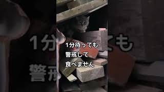 野良猫ちゃんに魚肉ソーセージをあげてみた  ニャン僕物語ｼｮｰﾄ①  #shorts