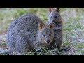 20 weird and wonderful wildlife of australia documentary nature the animal insider