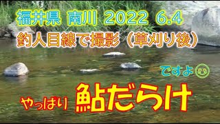 2022 6.4 福井県 南川。草刈り後の南川で、釣人目線。