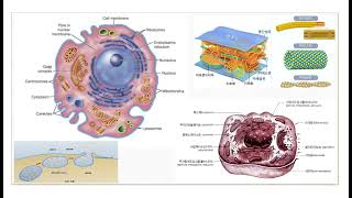 널스형의  간호학과 신입생을 위한 해부생리학 중간. 기말 대비 문제풀이 강의1. 세포 용어1