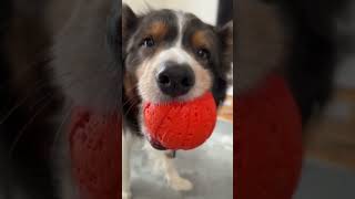 ボールを『もきゅもきゅ』しながらまったり遊ぶ【おじさまボーダーコリー】#shorts #dog #bordercollie #ボーダーコリー