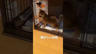 【柴犬ゲン】　暴れ回ってからのハウスでトイレ