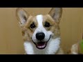 hd goro@welsh corgi 20090724 sashimi